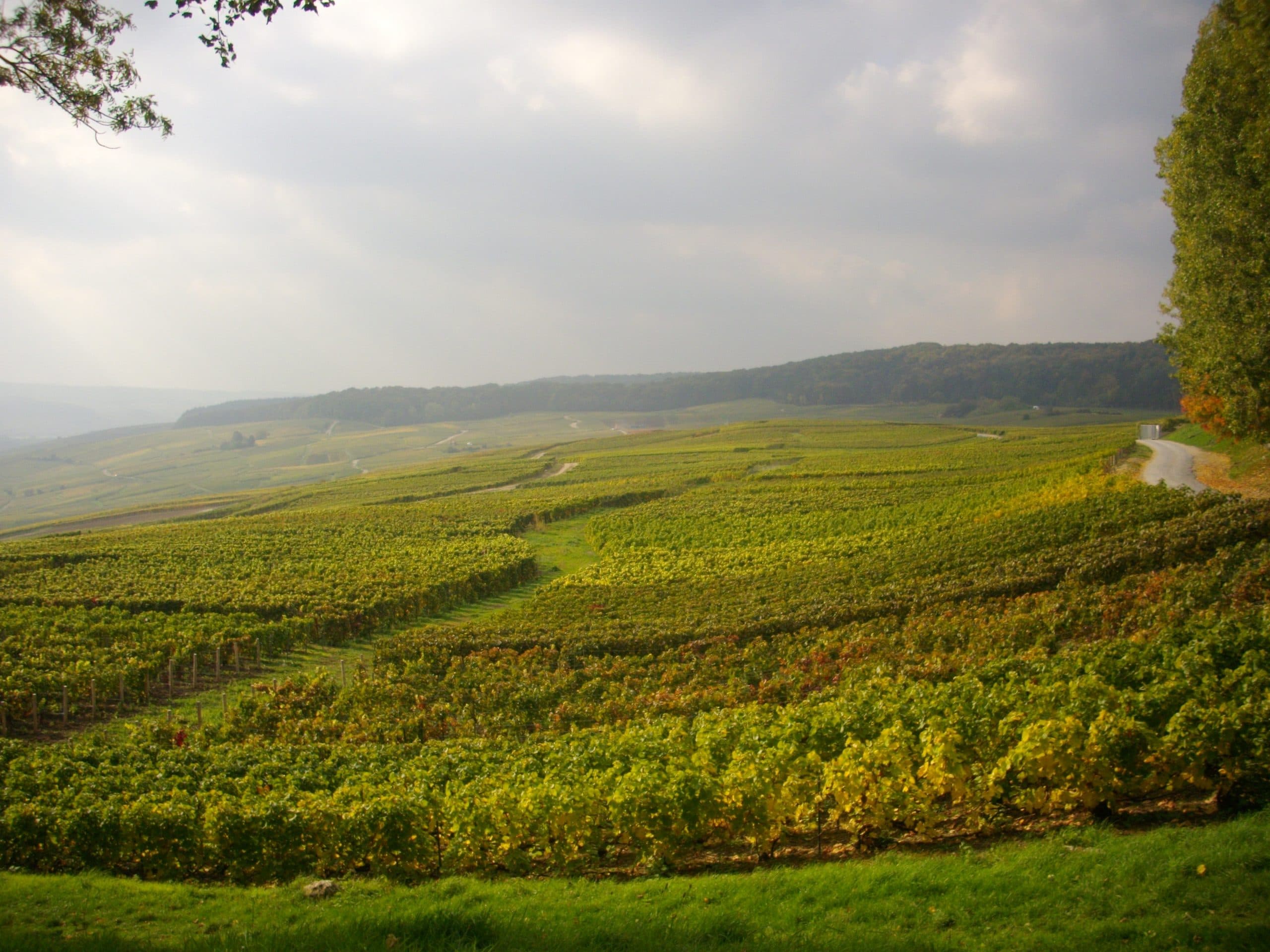 Champagne in a Day: The Family Growers