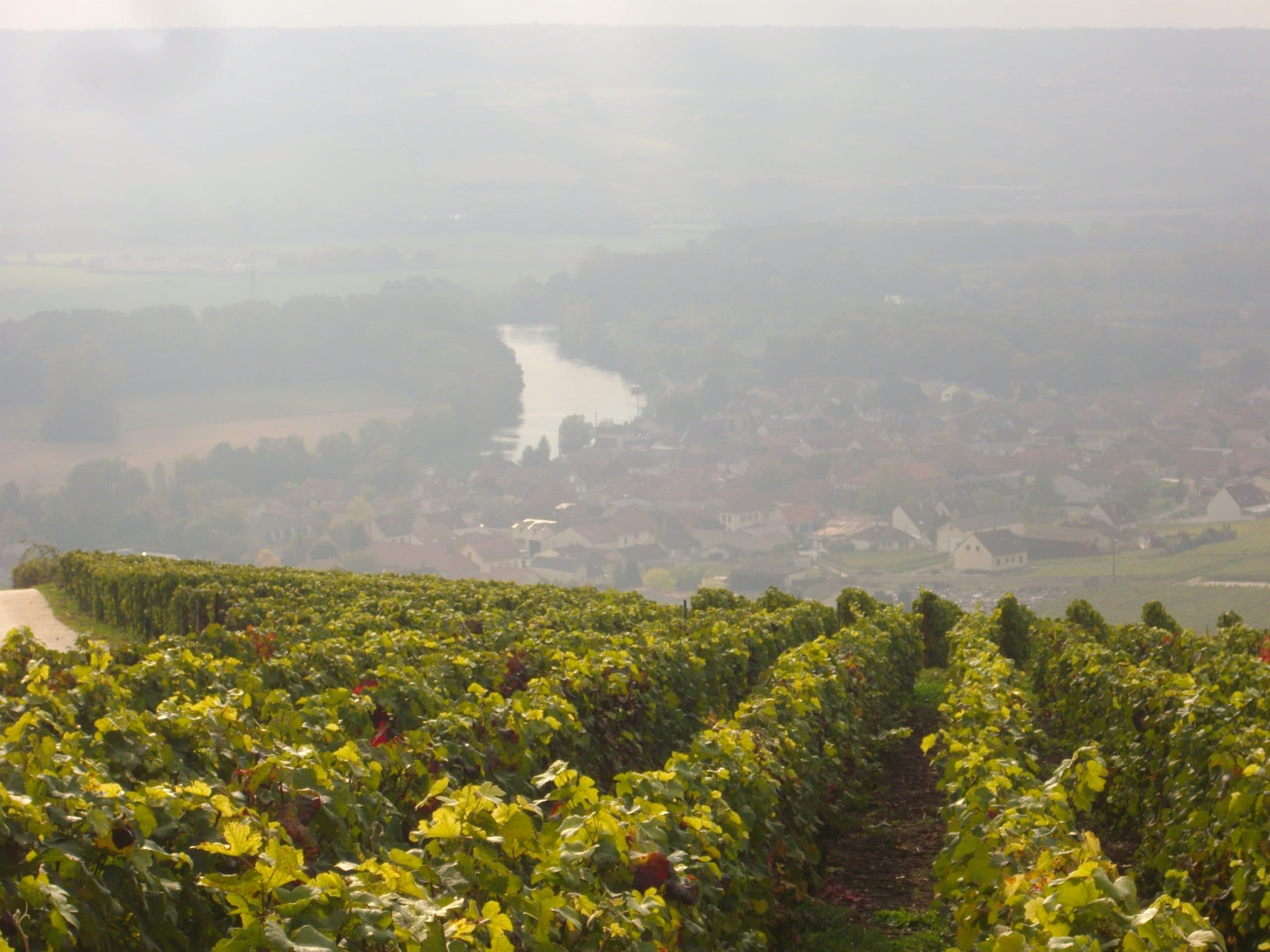 Champagne in a Day: The Family Growers - Image 4