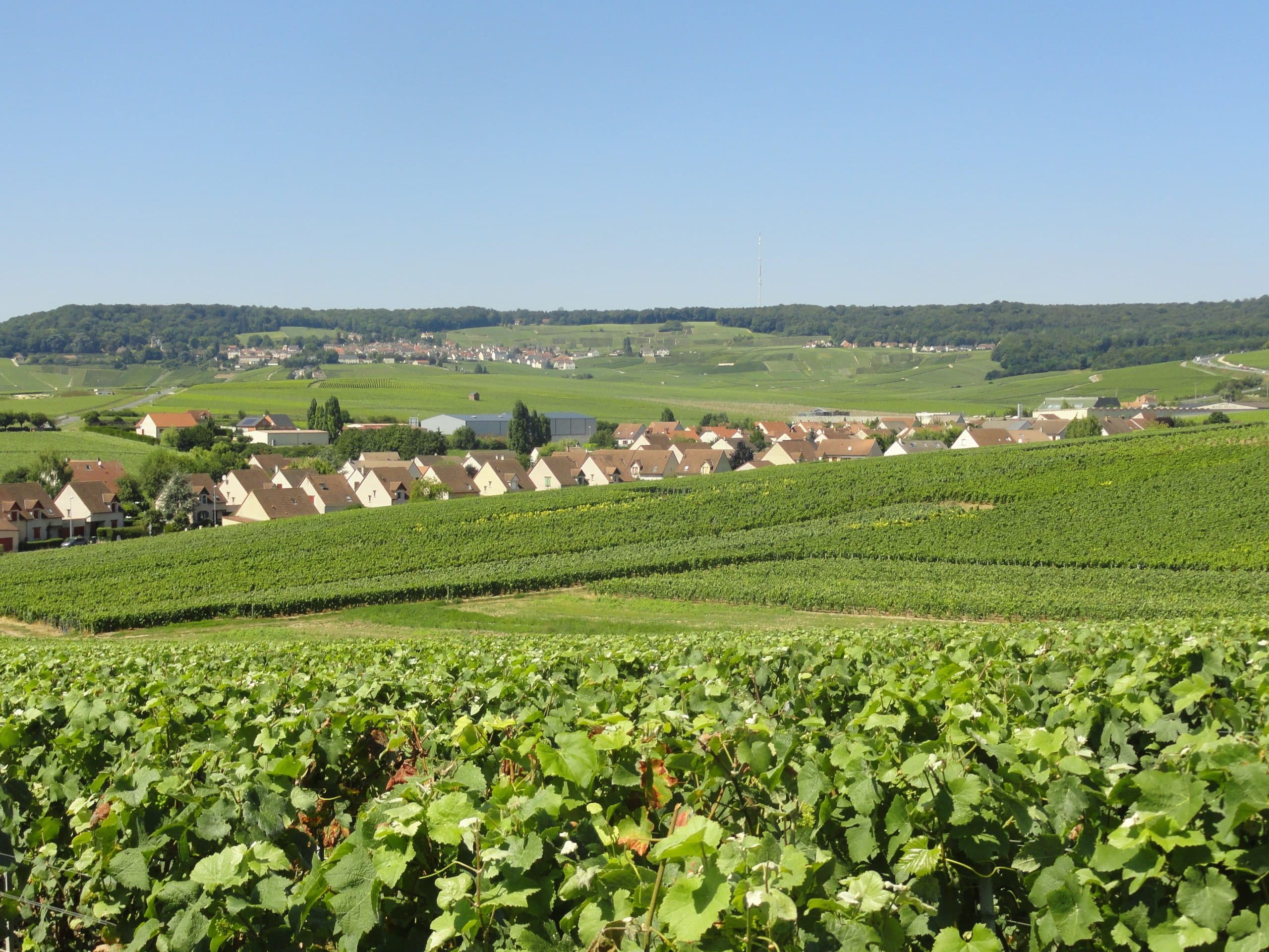 Champagne in a Day: The Family Growers - Image 3
